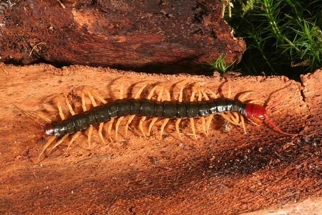 蜈蚣是不是昆虫,蜈蚣是昆虫类吗(为何成为公鸡的食物)