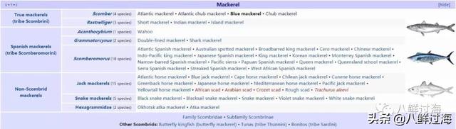 马鲛鱼有几种，马鲛鱼是什么鱼种（鲐鱼、鲅鱼、挪威青花鱼）