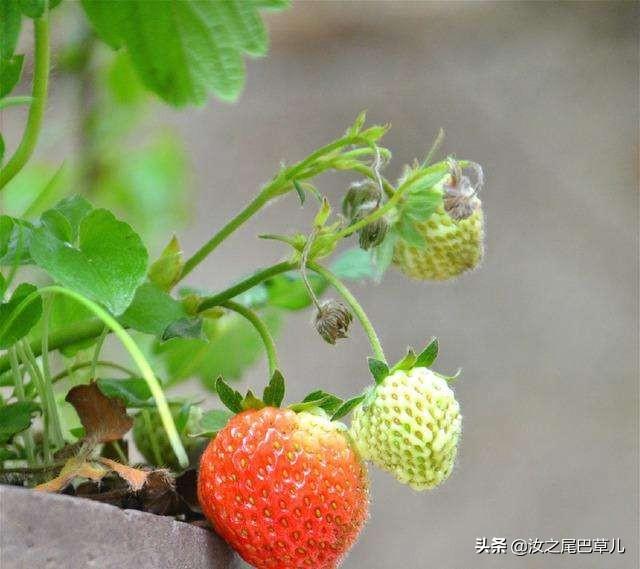 种草莓这四点需要知道，草莓怎么种（做到这四点就坐等大丰收吧）