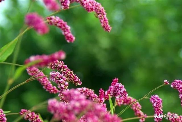 水生植物有哪些，常见的水生植物有哪些（水生植物大全）
