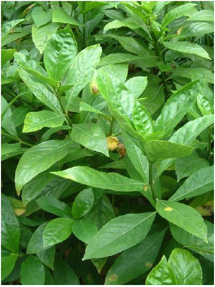 骨的多音字组词，骨的多音字组词意思（中药材山壳骨）