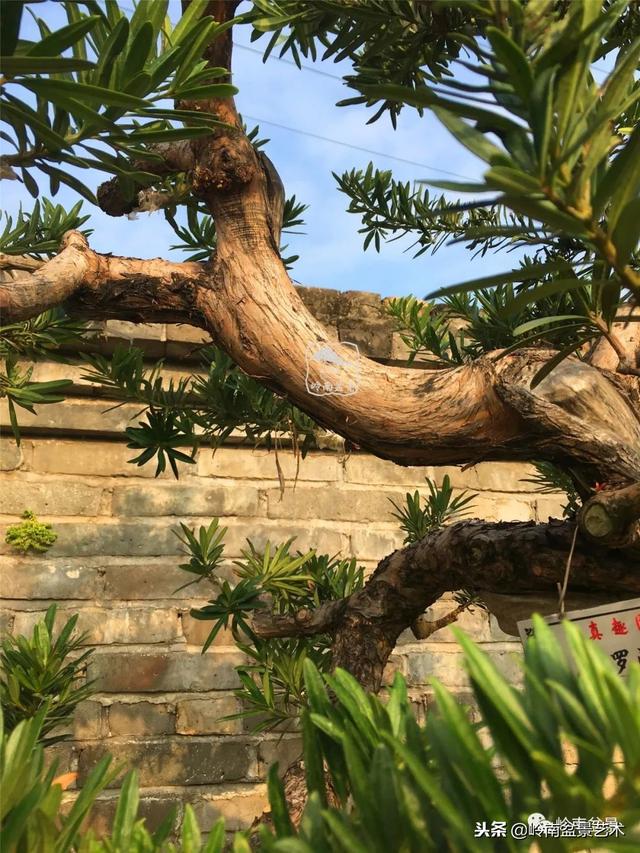 罗汉松盆景欣赏精品，海岛罗汉松——我的红颜知己