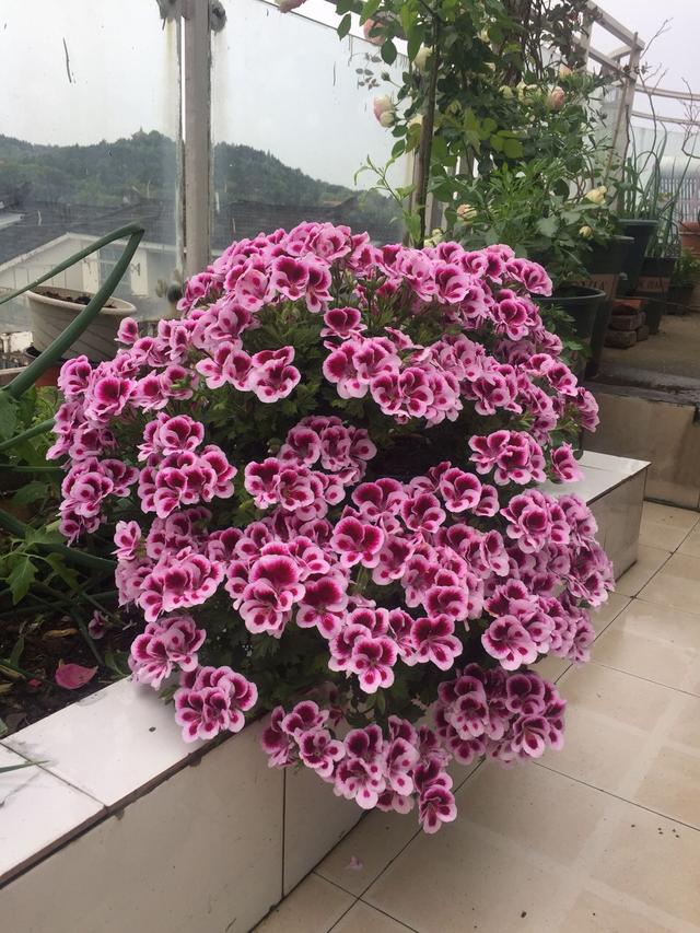 又高又深的花盆适合种什么花，高花盆适合种什么花（5种“贵气花”）