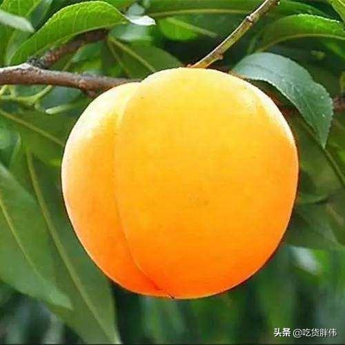 株洲夜宵哪里好吃，株洲美食店排行榜（湖南株洲美食集锦）