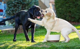 黑色拉布拉多犬，黑色拉布拉多犬成年长多大（为什么拉布拉多犬最好养黑色的）