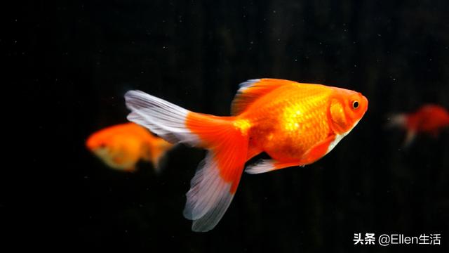 金鱼的图片大全，金鱼图片微信头像（其实他还有着美好的寓意）