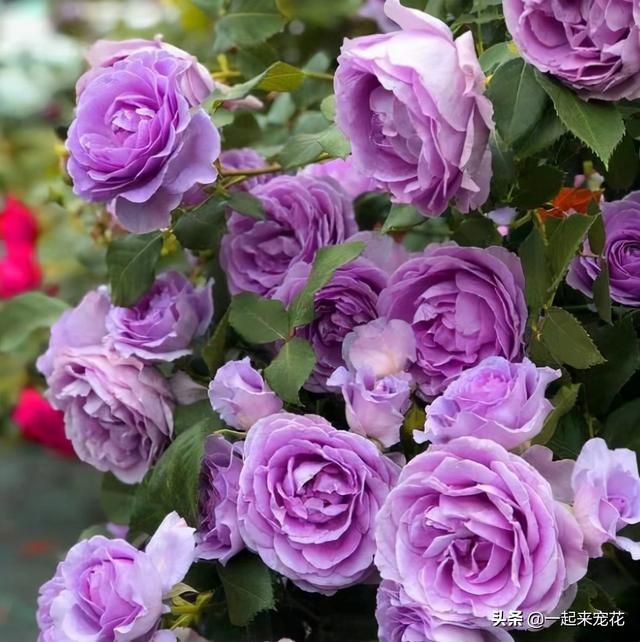 月季花有几种颜色，月季花是什么颜色（盘点10款经典的月季花）