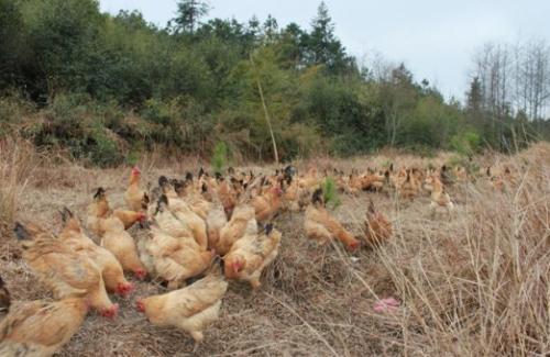 今日全国柴鸡批发价格行情，贵州哪里有土鸡批发的（土鸡养殖技术方法大全）