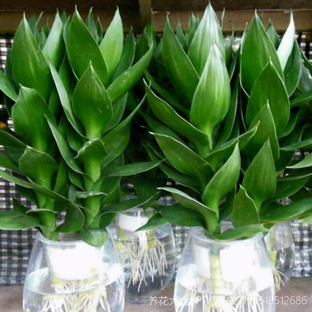 花卉图片及名称大全，常见绿植花卉及名称大全（100种常见花图鉴）