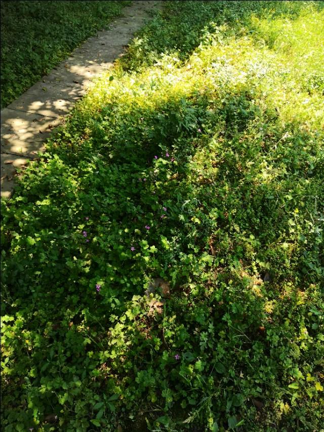 成因是什么意思，碧玉是什么意思（二年级下册《语文园地六》）