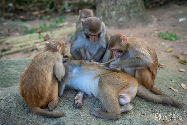 三亚南湾猴岛，三亚的陵水南湾猴岛（这里奉行“多夫多妻”太搞笑）