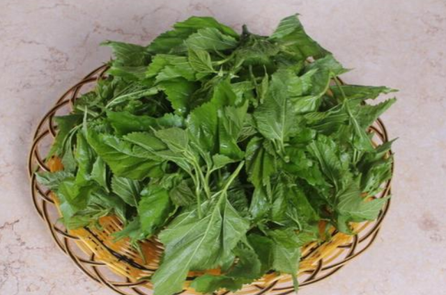 桑叶有什么功效和作用，桑叶的功效与作用有哪些（居然还有这种功能）