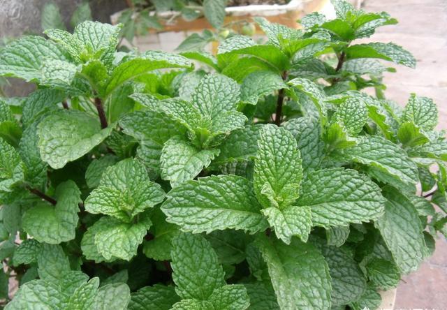 盆栽薄荷怎么养，薄荷盆栽怎么养（一年四季这样做）