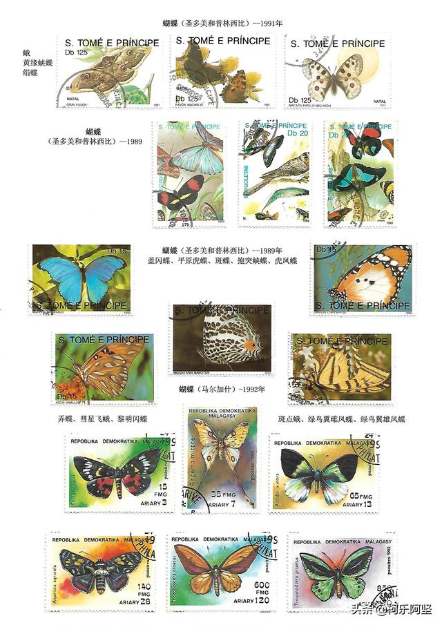 蝴蝶和蛾子的区别，蝴蝶和飞蛾有什么区别（鳞翅目昆虫-蝴蝶与蛾）