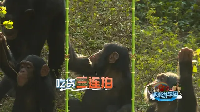 猩猩、狒狒和猴子的区别，狒狒和猩猩谁是猴科动物（是猿是猴，傻傻分不清楚）