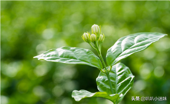 茉莉花花语是什么，茉莉花有什么特点（茉莉花的3个花语你知道吗）