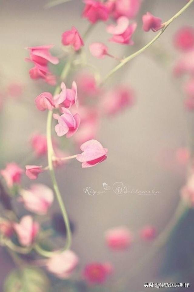 电脑桌面护眼壁纸，电脑桌面图片唯美（缓解眼疲劳，护眼的壁纸美图）