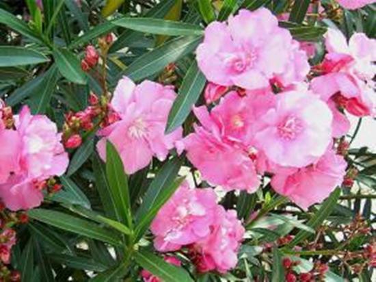 鹤顶红花养殖方法和注意事项，这几种花颜值高叶子大