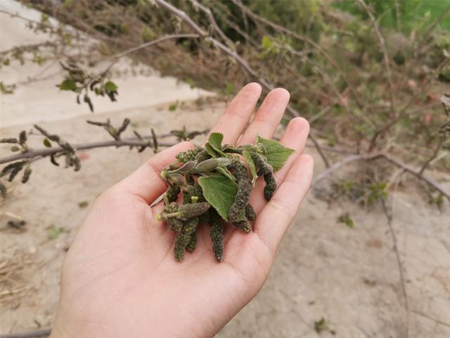 构树穗怎么吃，春天最“低调”的野菜（构树穗怎么吃法视频）