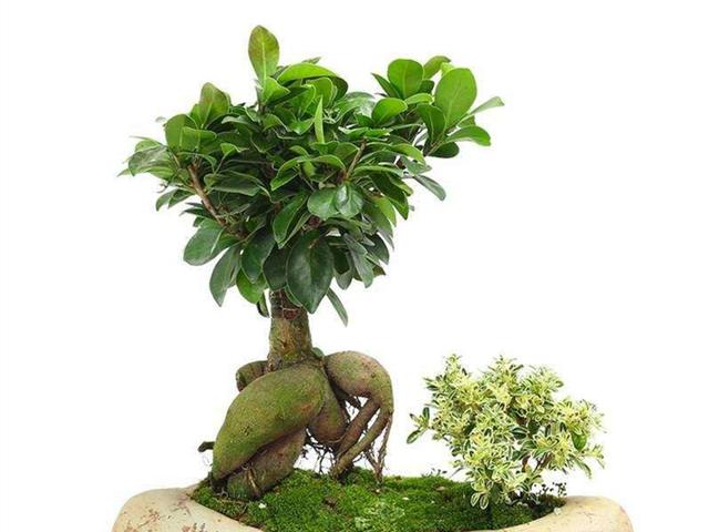 冬天怎样养人参榕，人参榕在家养好不好吗（根部如胖乎乎的人参）