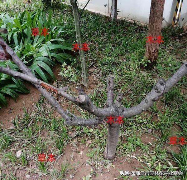 什么叫二年生草本植物，什么叫二年生草本植物图片（你知道草本和木本到底说的是啥吗）