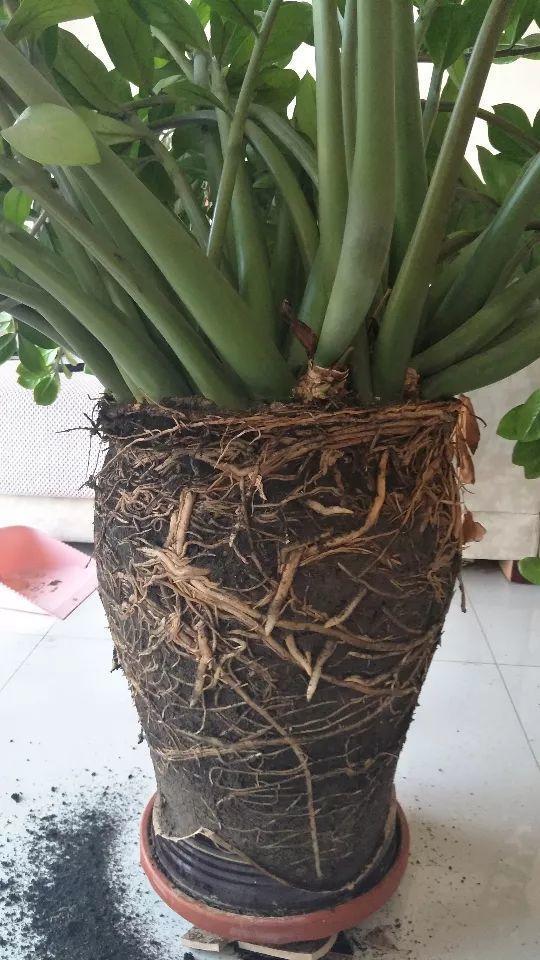 山药豆是什么，山药豆是什么样子的图片（挖出一把“山药豆”）