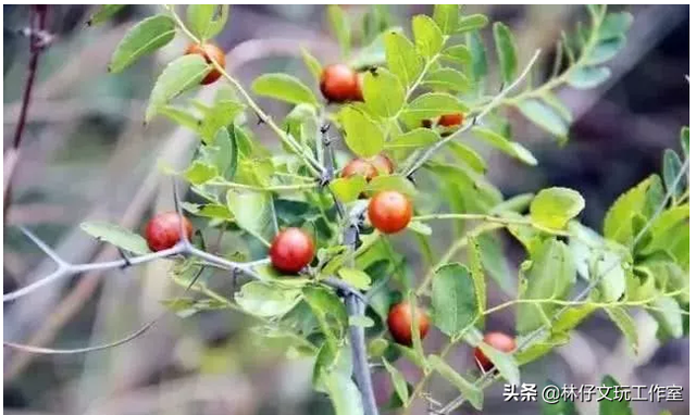 适合做手串的植物种子，适合做手串的植物种子是什么（这些路边捡的树籽儿串成手串）