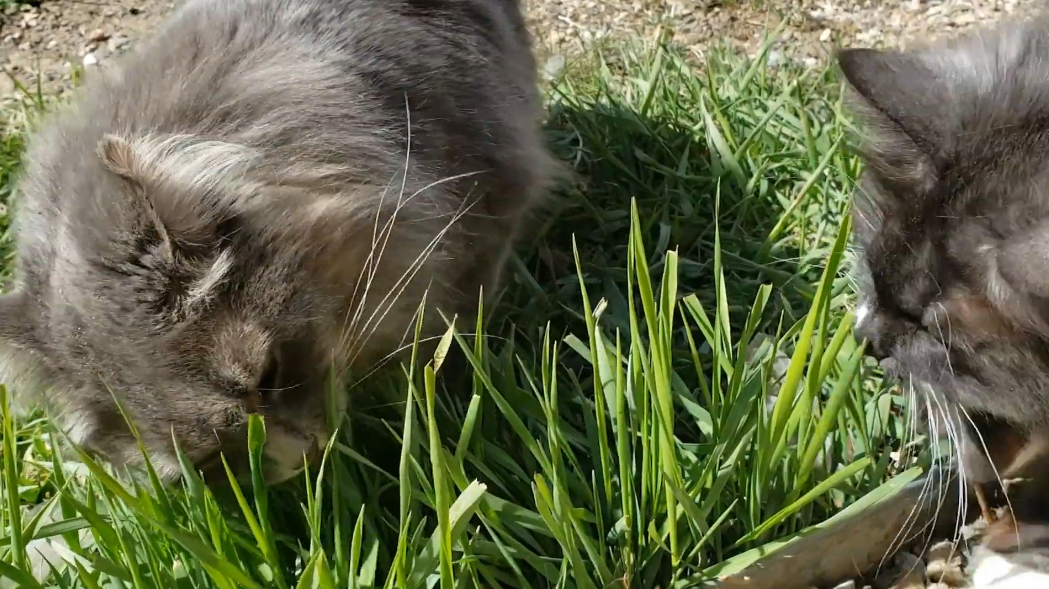 猫为什么吃草(猫走丢了能自己回家吗)