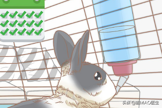 小白兔用什么辨别气味，小白兔的气味是什么味道（邻居小妹抓了一只兔子不知道怎么养）