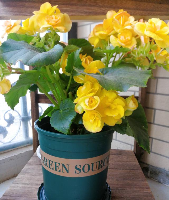 家中养什么花好，室内适合养什么花（9种洋气花）