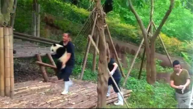 熊猫为什么喜欢抱大腿,熊猫抱大腿(大熊猫躲在树顶不回家) 熊猫为什么喜欢抱大腿,熊猫抱大腿(大熊猫躲在树顶不回家)