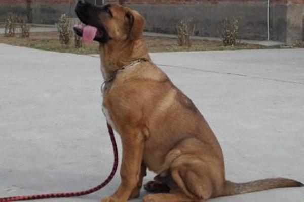 土狗怎么养，一个月的小土狗怎么养（中华田园犬饲养指南）