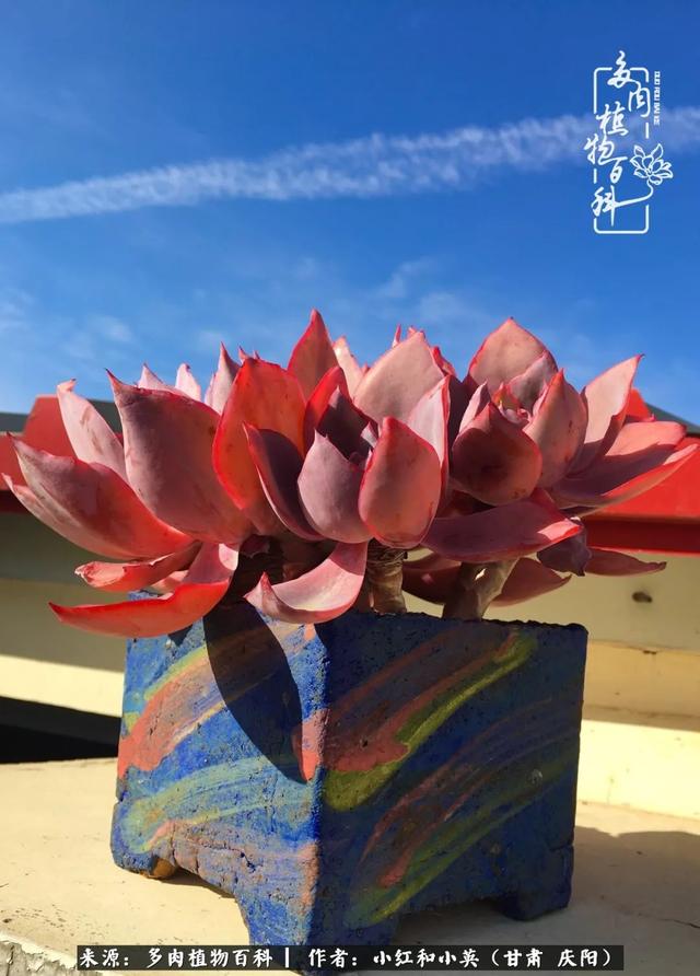 姐妹情深的句子，姐妹情深的句子简短（赏娇媚多肉，忆姐妹情深）