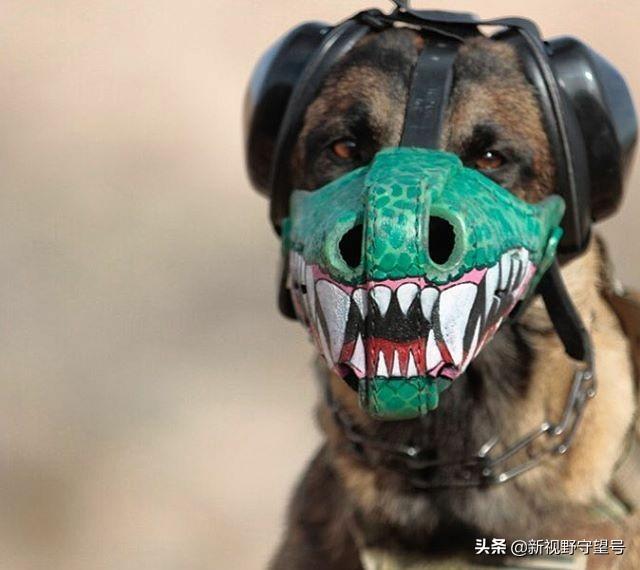 k9是什么意思字母圈,字母圈k9属性什么意思(帅气的军犬们)