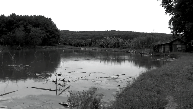 知青周萍的结局，周萍最后的结局是自杀（指导员被纳为重点嫌疑对象）