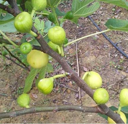 无花果树苗价格，无花果树苗多少钱（有什么种植方法）