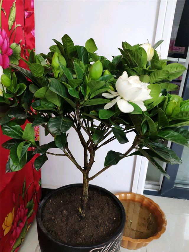 最香的花排名第一名，中国十大最香的花排名（最香的“5种花”）