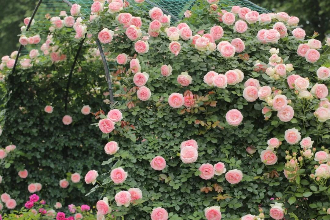 什么花较耐寒(冬天放外面冻一冻,开花还更多) - 龙腾网