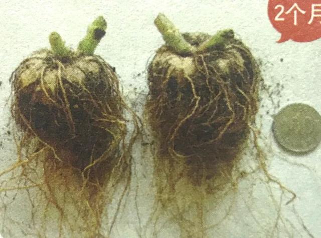 地不容的繁殖方法，地不容的繁殖栽培（试试哪一种方法更容易成功栽种在阳台上）