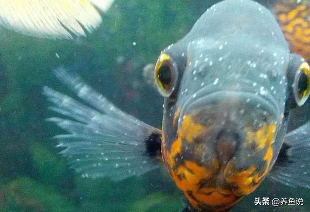 鱼出现白点病最简单的治疗，观赏鱼白点病怎么治（观赏鱼白点病不可怕）