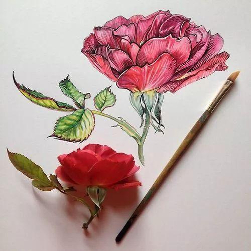 怎样用中性笔画玫瑰花好看，中性笔画花卉图片（一篇用针管笔画的植物花卉）