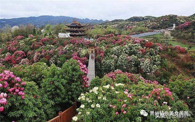 真正的龙眉图片，哪种眉毛是富贵眉毛（贵州旅游攻略之地球上的彩带——花的海洋百里杜鹃）