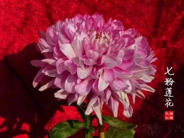 世界最美菊花80种太美了，金秋十月赏菊花——世界最美菊花80种送给您