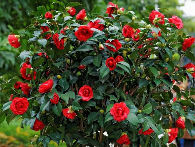 春天的植物有哪些，春天常见的植物（“24种”适合冬天种植的花草）