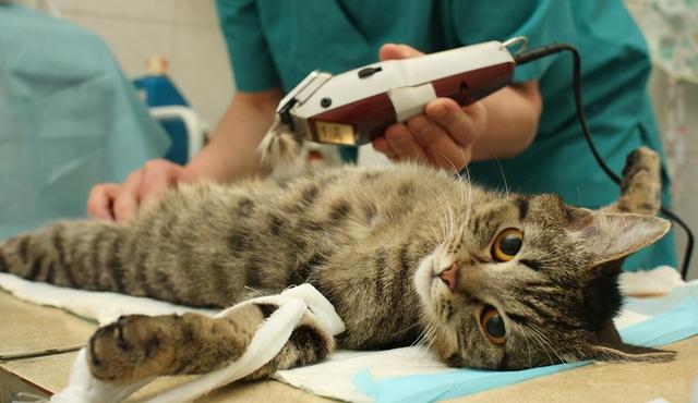 母猫应该绝育吗，它真的没有你想象的那么神奇