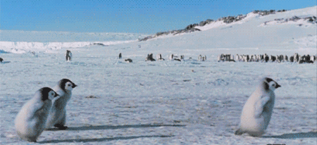 企鹅只生活在南极吗，企鹅只生活在南极吗（当年放养北极的69只企鹅）