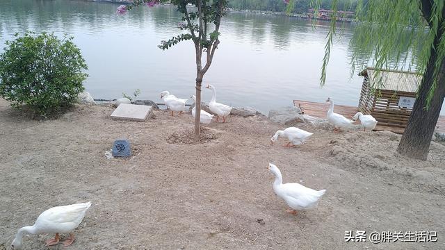 三国小镇蛇年大礼包，三国小镇蛇年大礼包激活码怎么弄（三国小镇打造西北集美食娱乐）