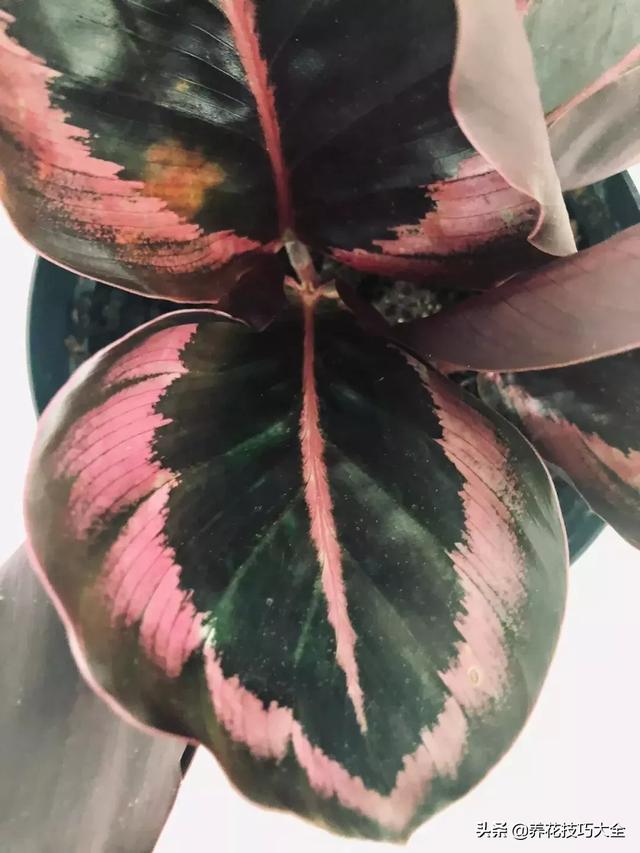 辨别花店中的常见的观赏竹芋，辨别花店中的常见的观赏竹芋有哪些（比孔雀竹芋还好看的观赏竹芋品种）