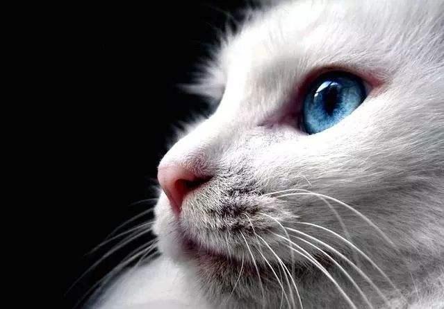 土耳其安哥拉猫，土耳其安哥拉猫一般多少钱（才拥有像宇宙一样深邃的眼睛﻿）