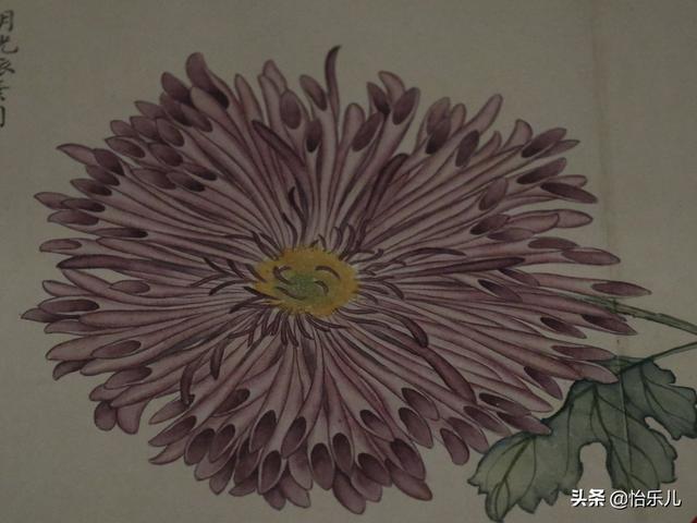 葩的读音（葩怎么读，葩是什么意思（金佛座、搓粉妆、绶带紫、鹤头丹）